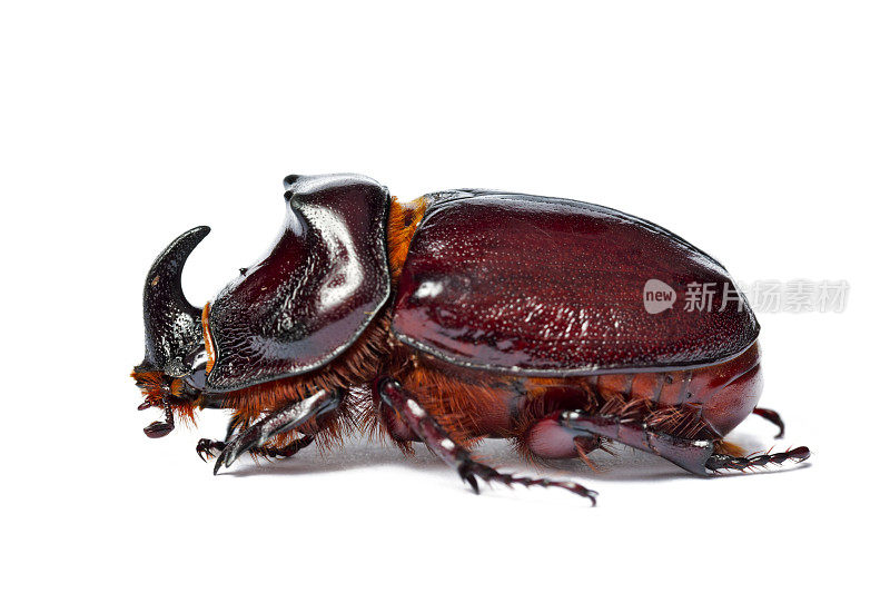 欧洲犀牛甲壳虫 （纳索恩卡费尔 ）， 奥里克特斯纳西科尼斯